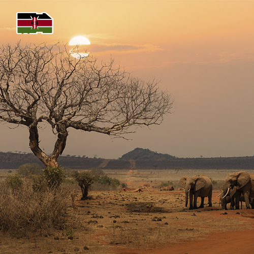 Data SIM Card Kenya 1GB (7 days)