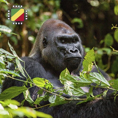 [WW_901O_STACK_ONEOFF_CONGO_10GB_30D] eSIM Congo 10GB (30 days)